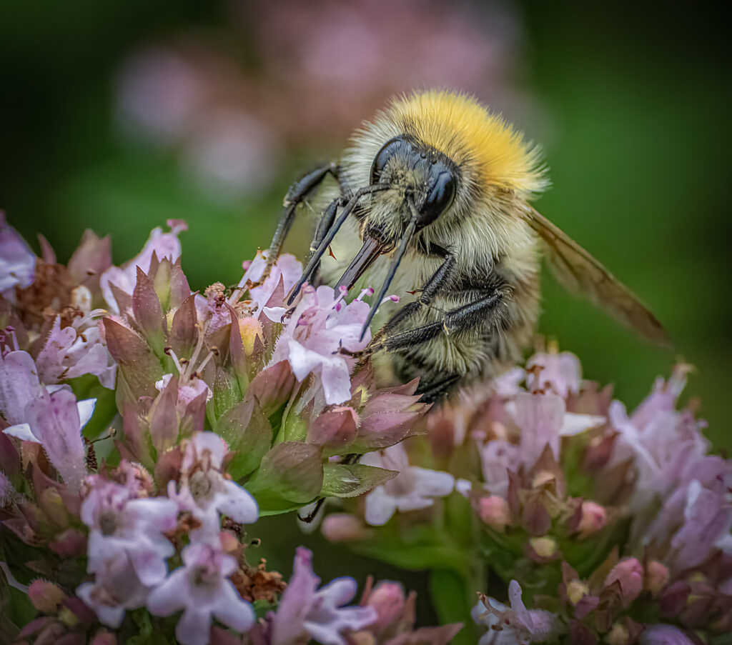 Ackerhummel auf Blüte