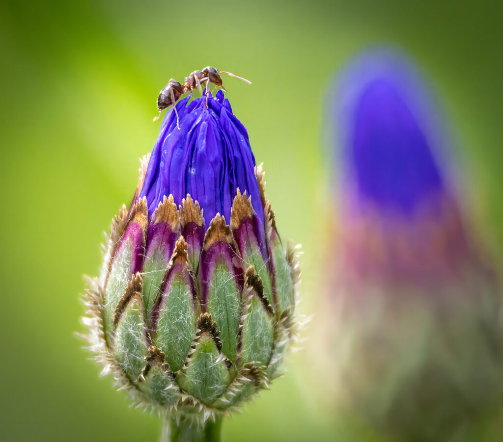 Ameise auf Mohn